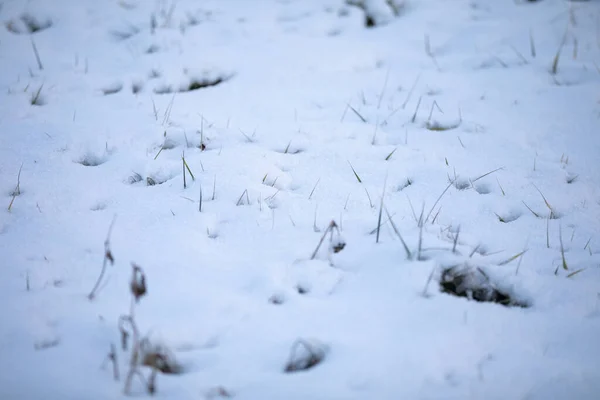 Gedroogde grassprieten die onder een laag sneeuw uitsteken. — Stockfoto