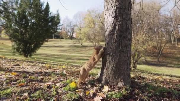 Mała kotka wyostrza pazury i wspina się na pień drzewa.. — Wideo stockowe