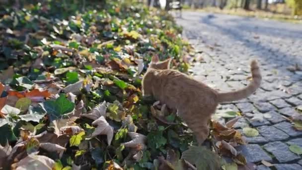 Czerwony kot wśród jesiennych liści szuka swojej ofiary.. — Wideo stockowe