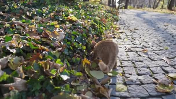 가을 잎을 먹고 사는 붉은 고양이가 먹이를 찾는다. — 비디오