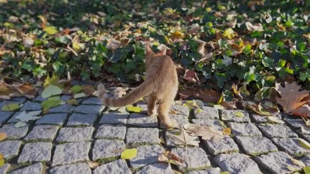 In a city park, a cat found a trail among the autumn leaves. — Vídeo de stock