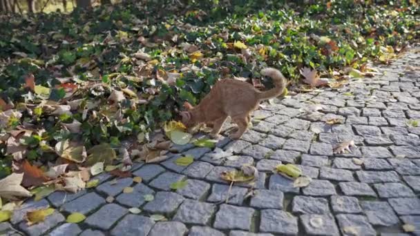 In een stadspark vond een kat een spoor tussen de herfstbladeren.. — Stockvideo