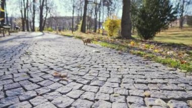 Kızıl bir kedi şehir parkında sürünüyor ve güvercin avlıyor..