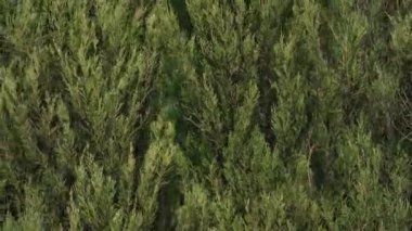 Şiddetli rüzgarlar altında birçok mavi ok ağacının yakın görüntüsü.