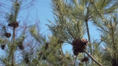 Sarı-yeşil iğneli çam ağaçları ve rüzgarda sallanan kahverengi koniler..
