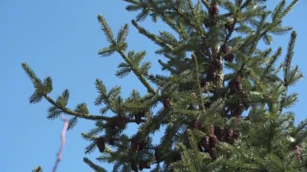 A swaying spruce tree with pinecones against a blue sky. — Video Stock