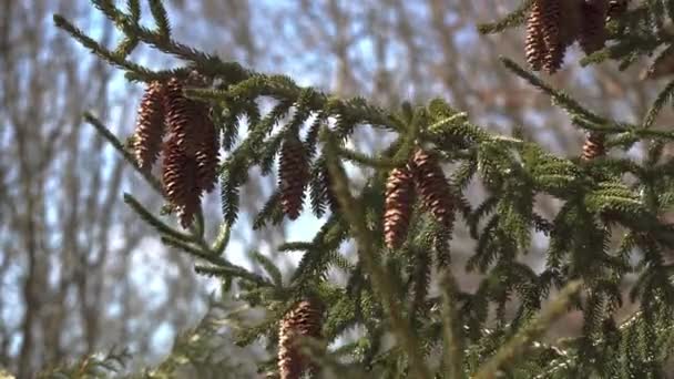 Close-up view of a Canadian spruce with cones, swaying in the wind. — Vídeo de stock