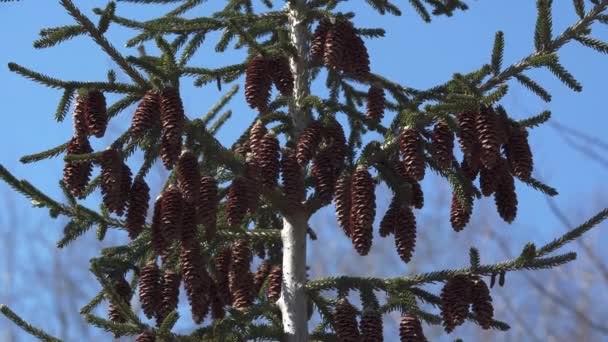 A Canadian spruce with brown cones sways in the wind. — 비디오