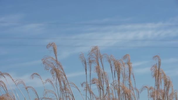 A dried grass inflorescence sways in the wind against the sky. — Vídeo de stock