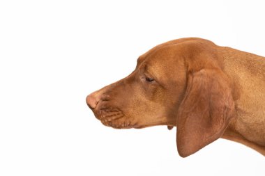 Dişi köpek yere bakıyor. Macar Kısaltılmış Sivri Köpek kafası.