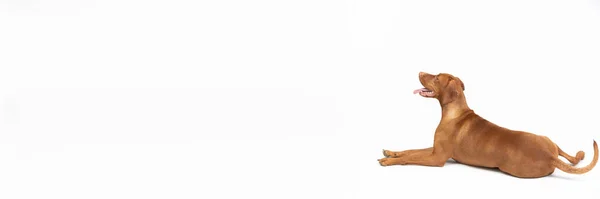 Moldura panorâmica. Um ouriço húngaro encontra-se com o focinho aberto contra um fundo branco. — Fotografia de Stock