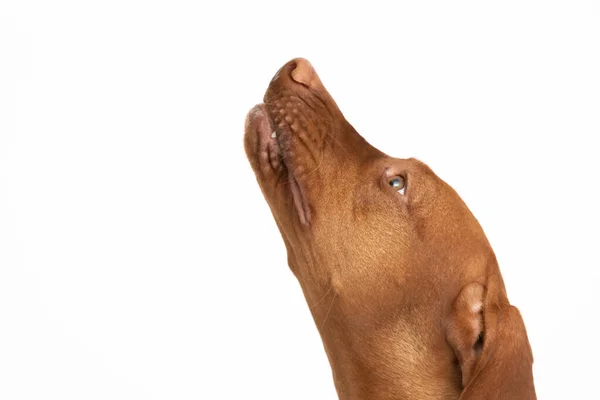 Vrouwelijke hond kijkt op. Hongaarse kortharige ruin kop. — Stockfoto