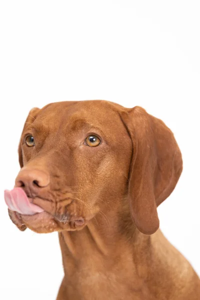 Vrouwelijke hond likt haar muilkorf. De Hongaarse kortharige puntige honden hoofd. — Stockfoto