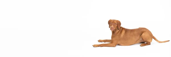 Vrouwelijke hond gaat liggen en kijkt recht in de camera. Panoramisch kader. — Stockfoto