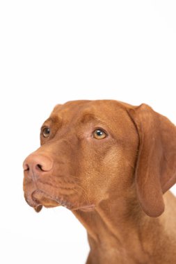 Dişi köpeğin ön görüntüsü. Macar kısırlaştırılmış kısırlaştırma başlığı.