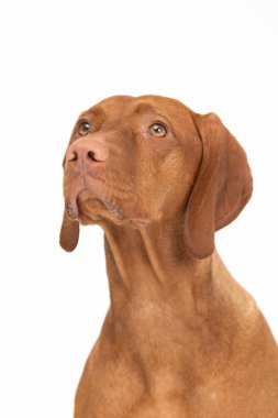 Portre - ön manzara dişi köpek. Macar Kısaltılmış Sivri Köpek - kafa.