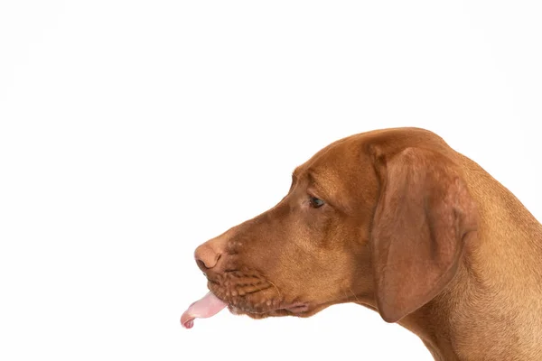 La perra le saca la lengua de la boca. La cabeza húngara de perros puntiagudos. — Foto de Stock