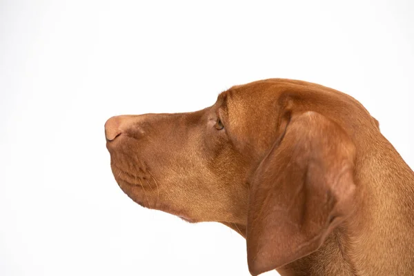 Vrouwelijke hond kijkt vooruit. De Hongaarse kortharige puntige honden hoofd. — Stockfoto