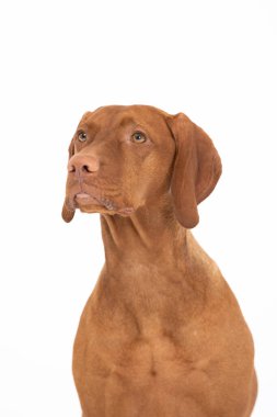 Portre - ön manzara dişi köpek. Macar Kısaltılmış Sivri Köpek - kafa.