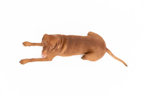 Mountain view of a reclining Female dog lying on a white background. — Foto de Stock