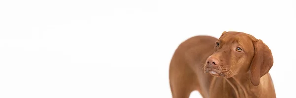 Передний панорамный вид на женскую собаку. Венгерский шорт-гелдинг - голова и туловище. — стоковое фото