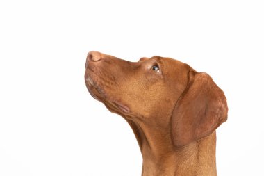 Dişi köpek yukarı bakıyor. Macar kısırlaştırılmış kısırlaştırma başlığı.