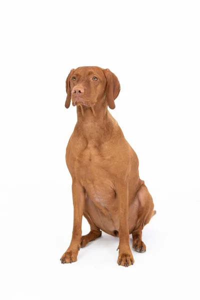 Hungarian stallion sits with closed muzzle on white background. Hunting dog. — Stockfoto