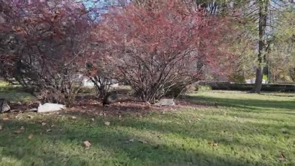 The camera zooms in on the peacocks sitting under a bush. — Vídeos de Stock