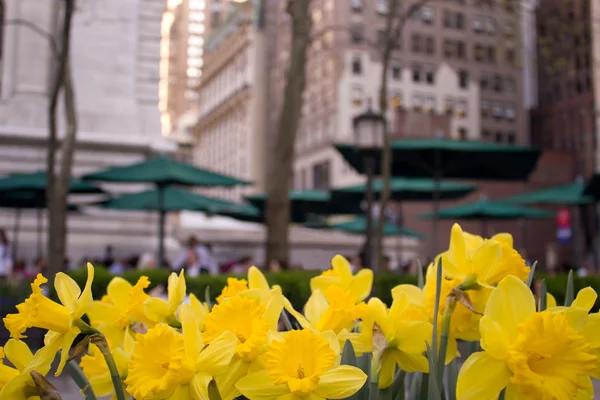 Sarı nergis bahar döneminde new York'ta çiçek açmış. — Stok fotoğraf