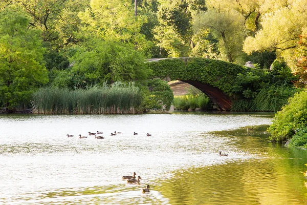 Ponte Gapstow, Central Park, Nova Iorque — Fotografia de Stock