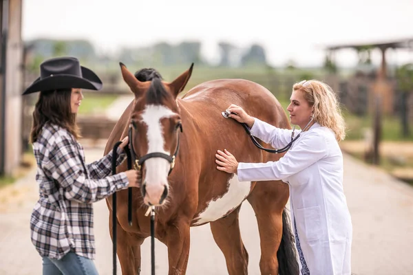 Vet checking the horse\'s health during a visit on a farm.