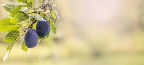 Ripe blue plums hanging from a twig of a green plum tree in the summer.