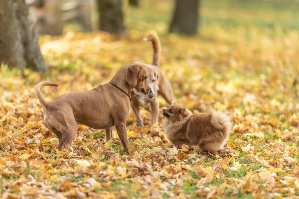 stock image Three cute dogs are playing in the park