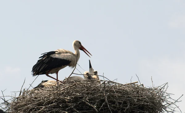 Stork in nest — Stock Photo, Image