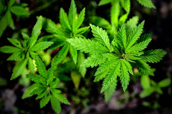 Jovens Plantas Cannabis Selvagem Fundo Solo Foco Seletivo — Fotografia de Stock