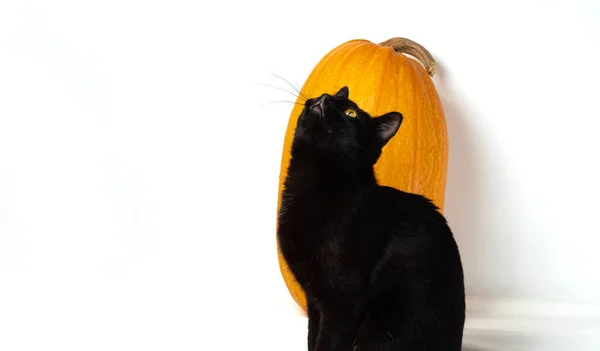 Zwarte Kat Zit Achtergrond Van Een Gele Pompoen Een Witte — Stockfoto
