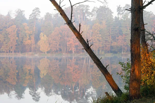 Tree Bent Lake Backdrop Autumn Landscape — Stock Photo, Image