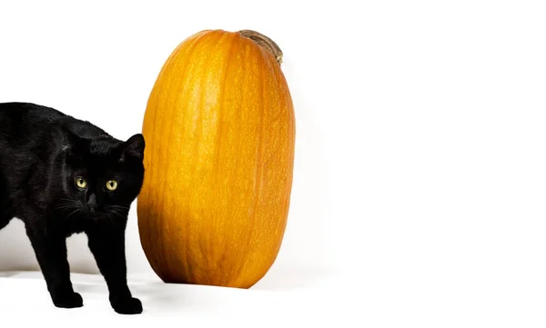 Zwarte Kat Met Gele Ogen Een Achtergrond Van Een Grote — Stockfoto
