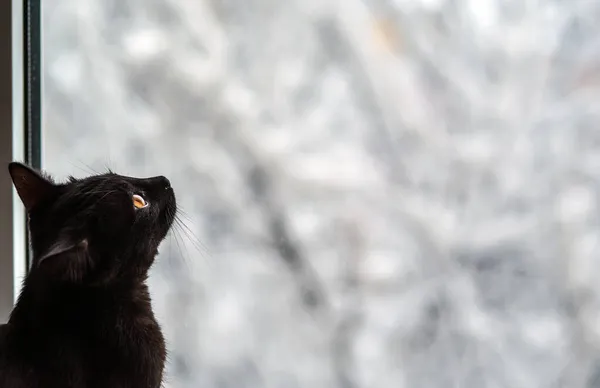 Winter Buiten Het Raam Zwarte Kat Zit Bij Het Raam — Stockfoto