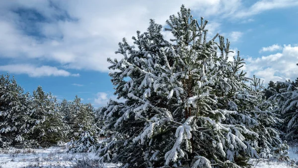 Молодий Сосновий Ліс Взимку Сосни Покриті Снігом Блакитне Небо — стокове фото