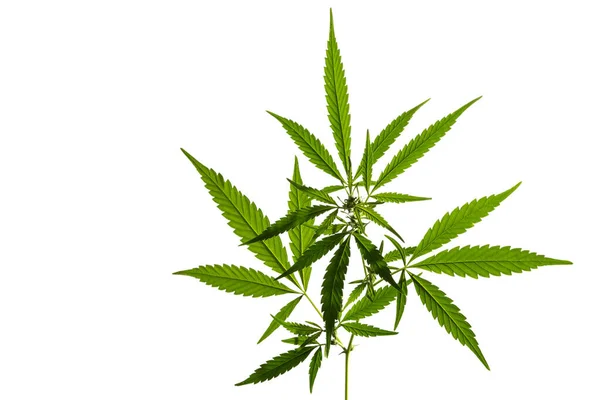 Planta Cannabis Joven Aislada Sobre Fondo Blanco Enfoque Selectivo — Foto de Stock