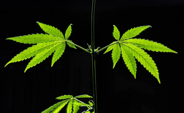 Várias Folhas Cannabis Caule Fundo Preto Foco Seletivo — Fotografia de Stock