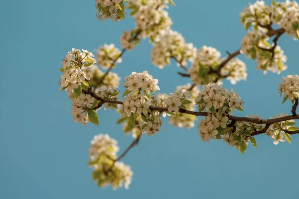 Branch Blossoming Pear Tree Blue Sky Selective Focus — Fotografia de Stock