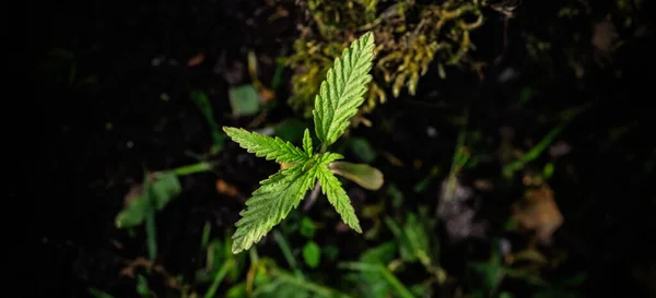 Una Giovane Pianta Cannabis Uno Sfondo Naturale Scuro Focus Selettivo — Foto Stock