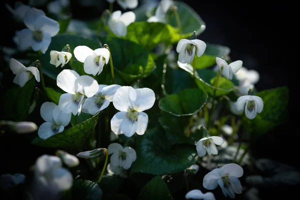 Las Violetas Blancas Son Iluminadas Por Sol Sobre Fondo Oscuro — Foto de Stock