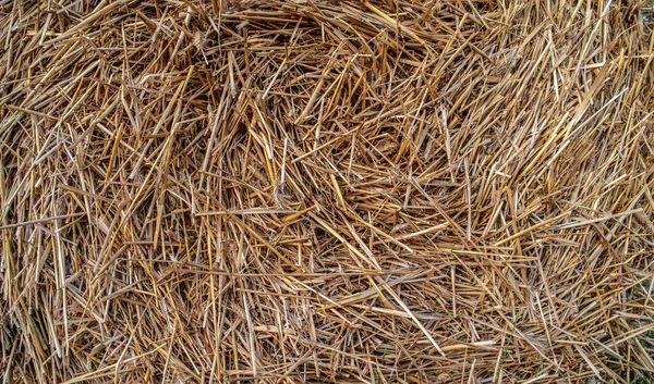 ライ麦のスパイクレットとわらからの自然な背景 ライ麦藁の食感 — ストック写真