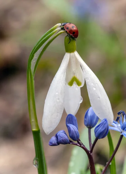 Biedronka Siedzi Snowdrop Kwiat Kropli Wody Selektywny Fokus — Zdjęcie stockowe