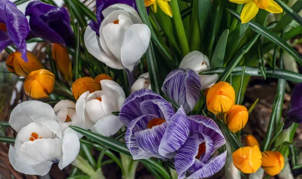 Bunte Krokusse Blühen Zeitigen Frühling Vor Einem Natürlichen Hintergrund Selektiver — Stockfoto