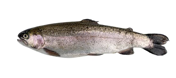 Fresh River Trout Isolated White Background — Stock Photo, Image