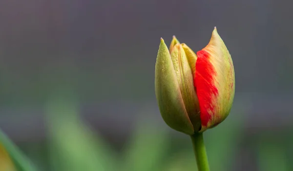 Otwieram Pączek Tulipanowy Naturalnym Tle Skupienie Selektywne — Zdjęcie stockowe